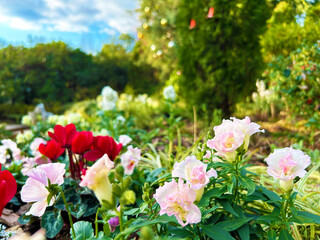 花壇に咲くシクラメン