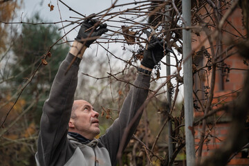 dorosła osoba prowadząca prace pielęgnacyjne w ogrodzie - przycinanie winorośli na jesień © siwyk