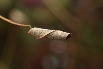 close up of a vine dried leaf on the blurry background