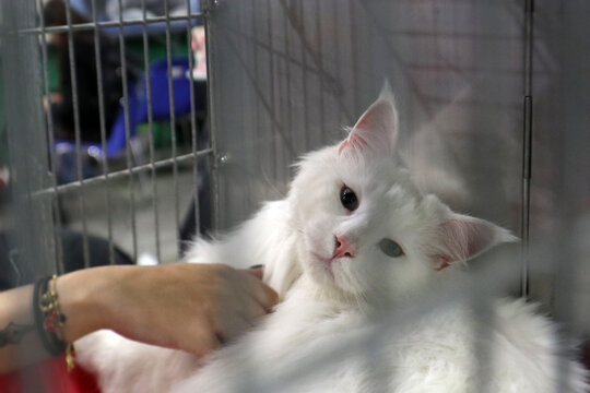 Gatto British Shorthair grigio che dorme pacificamente accovacciato su un telo di raso rosso lucido all'interno di una gabbia da esposizione felina