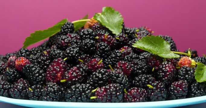 Black berries of mulberry lies on blue plate and rotates. Mulberry - fruit tree whose fruits have many beneficial properties. Morus, genus of flowering plants in family Moraceae