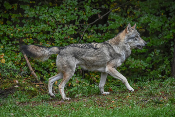 Fototapeta premium Running wolf near the forest in front of green trees