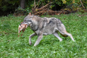 Fototapeta premium Wild wolf eating a whole chicken prey