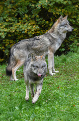 Fototapeta premium Two wolves carrying whole chickens in their mouths