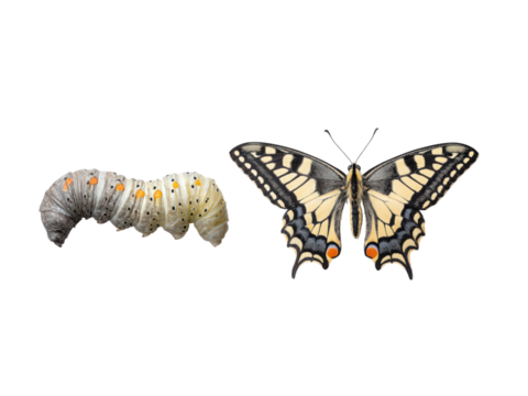 A caterpillar is shown next to a butterfly