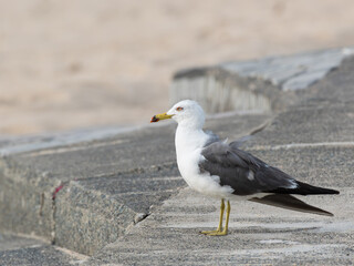 Seagull on Concrete, 防波堤に立つカモメ