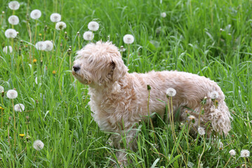 Cockapoo is a cross between a cocker spaniel and a poodle.