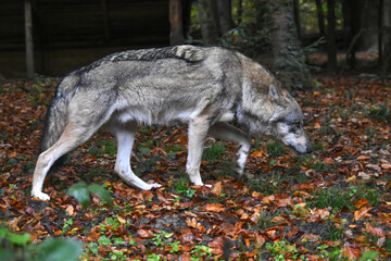 Fototapeta premium Two wolves carrying whole chickens in their mouths