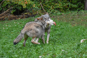 Two wolves carrying whole chickens in their mouths

