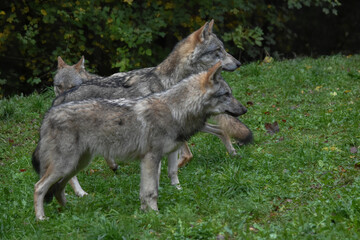 Fototapeta premium Wolf pack gathered on the forest edge