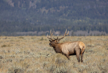 Bull Elk in Autumn in Grand Teton National Park Wyoming