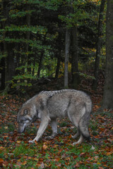 Wild wolf walking in the forest and sniffing the ground covered with autumn leaves.

