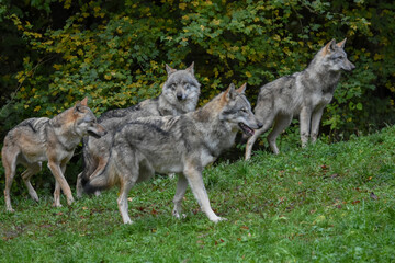 Fototapeta premium Wolf pack gathered on the forest edge