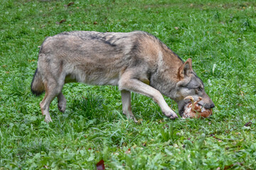 Wild wolf eating a whole chicken prey


