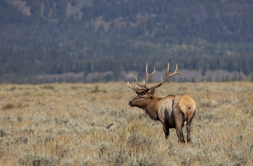 Bull Elk in Autumn in Grand Teton National Park Wyoming