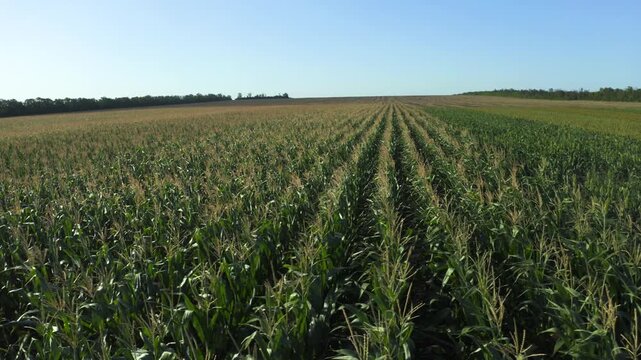 Aerial view of a vast corn field with young plants in orderly rows