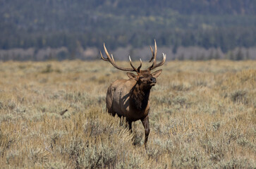 Bull Elk in Autumn in Grand Teton National Park Wyoming