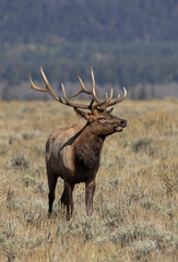 Bull Elk in Autumn in Grand Teton National Park Wyoming