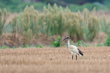 Obraz premium in campagna