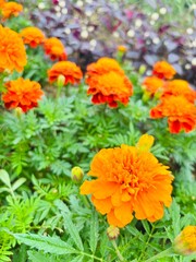 マリーゴールド