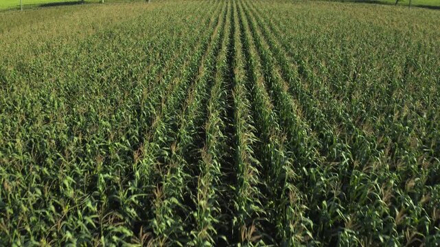 Aerial view of a vast green corn field with rows of young plants