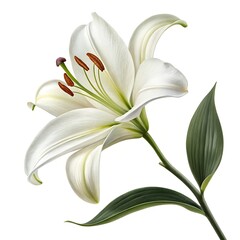 Elegant white lily flower with green leaves isolated on white background