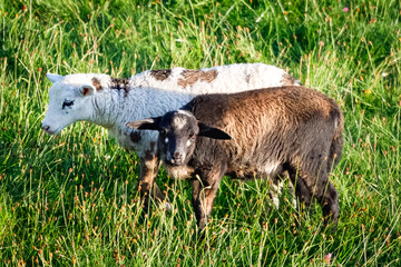 Two sheeps, one dark and one white, grazing together on a bright green meadow in sunlight.