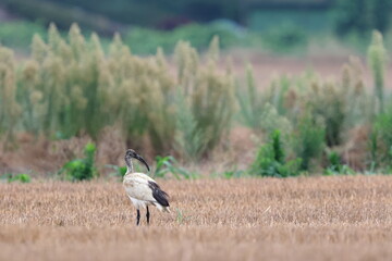 in campagna