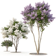 Three lilac trees with white and purple blooms isolated on white background