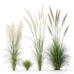Tall ornamental grass plumes with green foliage on a white background