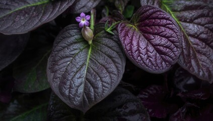 Close-up of eggplant foliage, showcasing vibrant green colors and texture, ideal for natural backgrounds