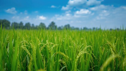 Obraz premium Vibrant green paddy fields, a fiber-dense choice