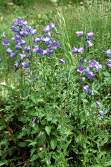 Campanule à feuilles rondes