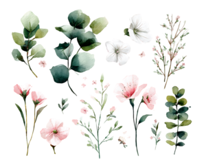 Watercolor botanical elements and flowers isolated on transparent background