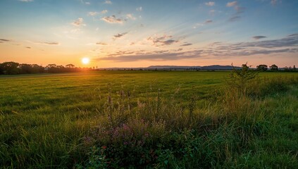 Fototapeta premium Near sunset in an open field, highlighting seasonal change, summer is approaching