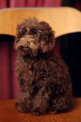 Portrait of a toy poodle puppy sitting in a coffee shop on a wooden chair, captured as a pet-friendly lifestyle scene with clean indoor composition and strong commercial usability.