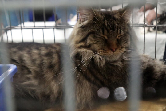 Gatto British Shorthair grigio che dorme pacificamente accovacciato su un telo di raso rosso lucido all'interno di una gabbia da esposizione felina