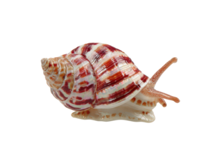 A small, striped snail is crawling across a white background