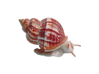 A small, striped snail is crawling across a white background