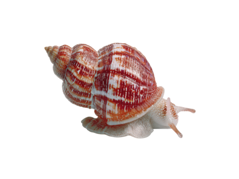 A small, striped snail is crawling across a white background
