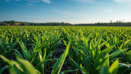 Obraz premium Plants and green leaves cultivated in an agricultural field, emphasizing sustainable farming practices