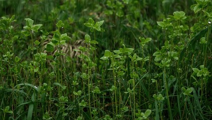 Obraz premium Common leafy plants thriving in a meadow, showcasing seasonal change
