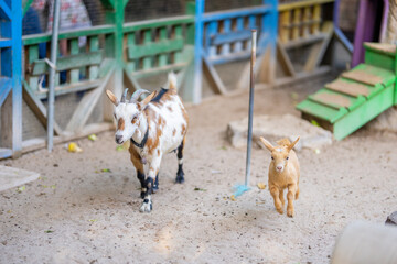 Adult and dwarf goats on a farm