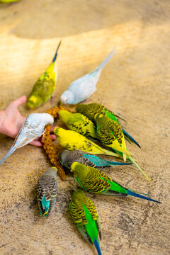 Childs hand feeding parakeets food