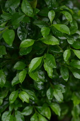 Lush Green Leaves Background After Rain