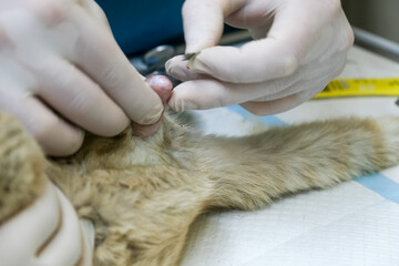 During surgery, a cat on the operating table in a modern veterinary clinic. The concept of veterinary medicine.