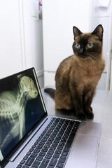 Cat thoracic radiography. Feline head neck and chest x ray.