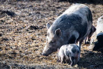 Mother pig and child piggy in the meadow
