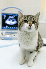 A young cat in front of an ultrasound machine displaying an image. Concept: The cat being examined with advanced veterinary technology in a professional clinic.