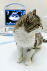 A pregnant dog is examined in an animal hospital. Dog having ultrasound scan in a vet clinic. Veterinarian hand closeup.